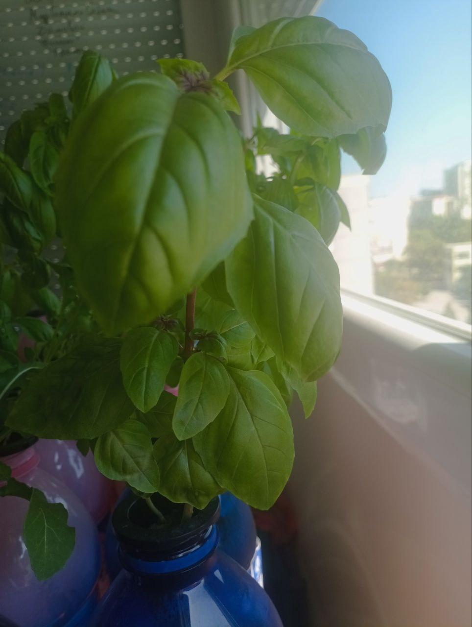 Hydroponic Basil: How I Grow Lush Basil Year-Round (The Simple Way)
