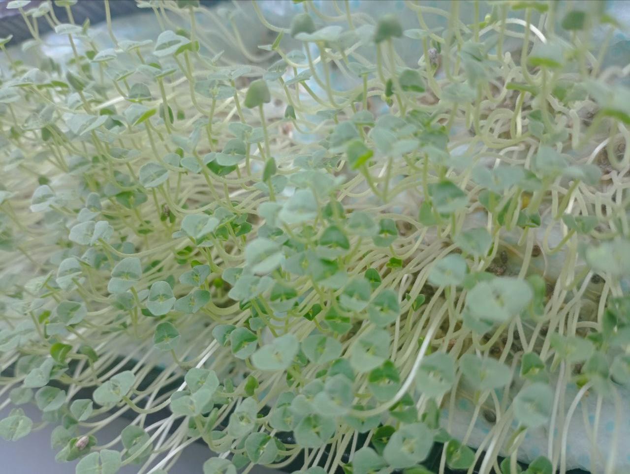 The Ultimate Way to Grow Chia Microgreens at Home