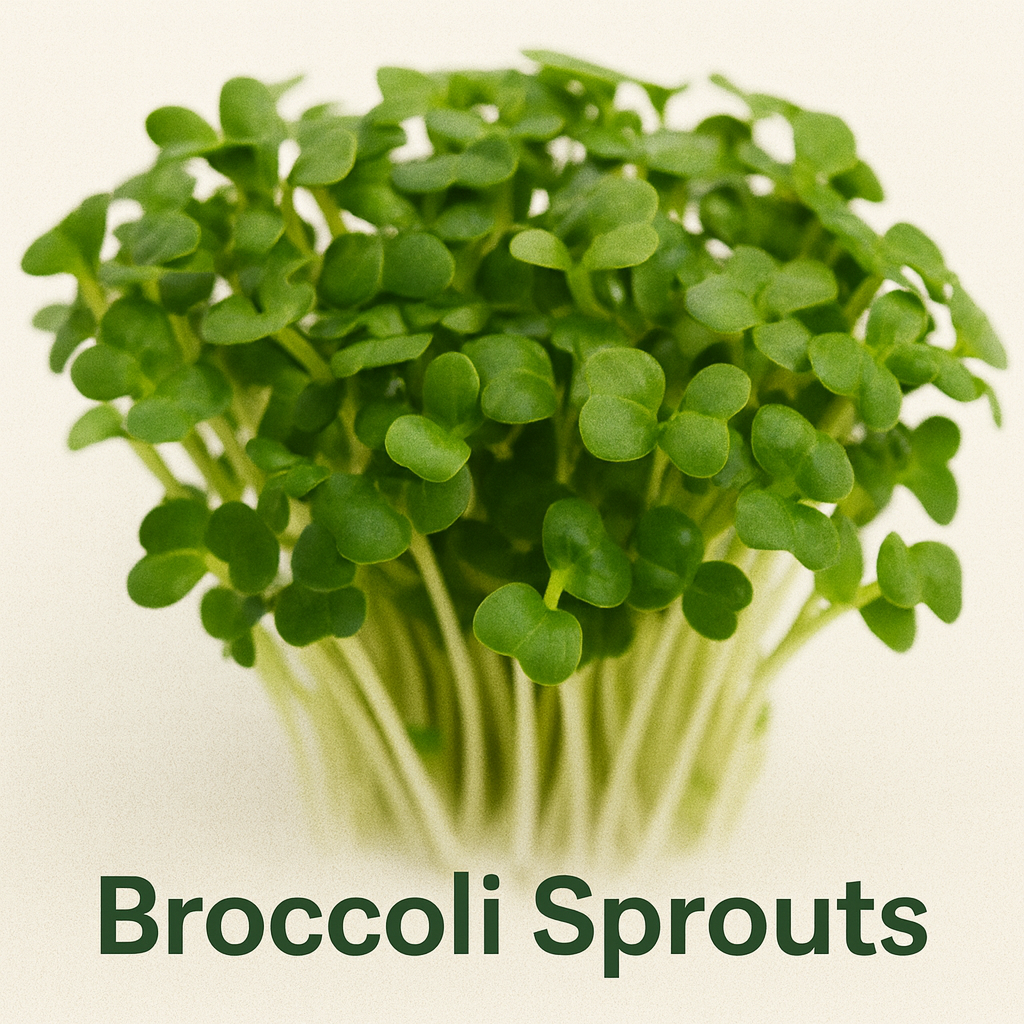 Best Way to Grow Broccoli Sprouts at Home