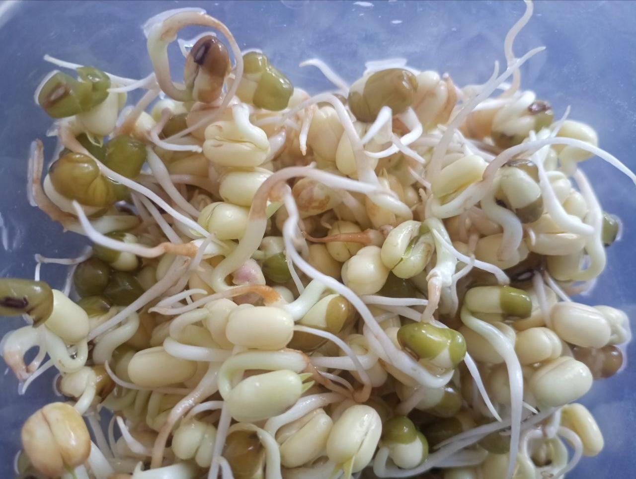 Mung Bean Sprouts: My Foolproof Method for Perfect Sprouts Every Time
