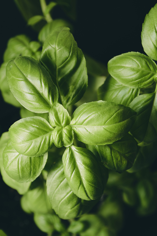 Fresh Basil Leaves - Aromatic and Nutrient-Packed A vibrant, fresh bundle of basil leaves with dew drops on a kitchen counter