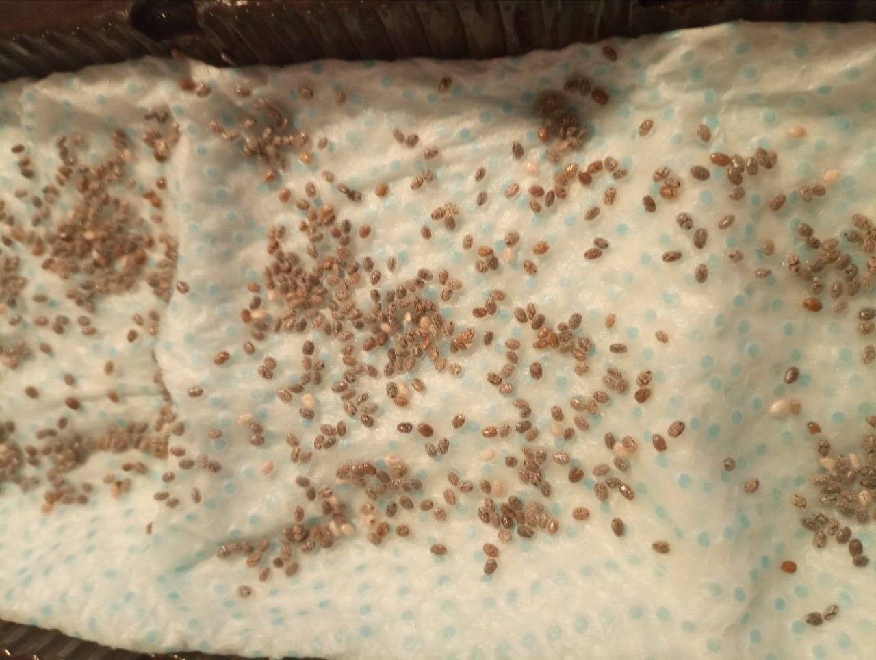 My perfect way to grow chia microgreens at home Small paper covered with chia seeds