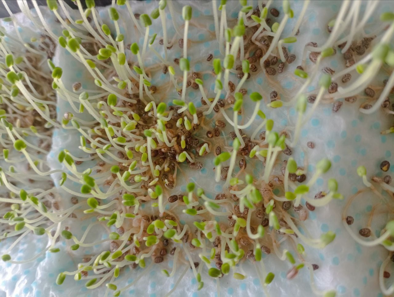 Growing chia micro green Growing chia micro greens