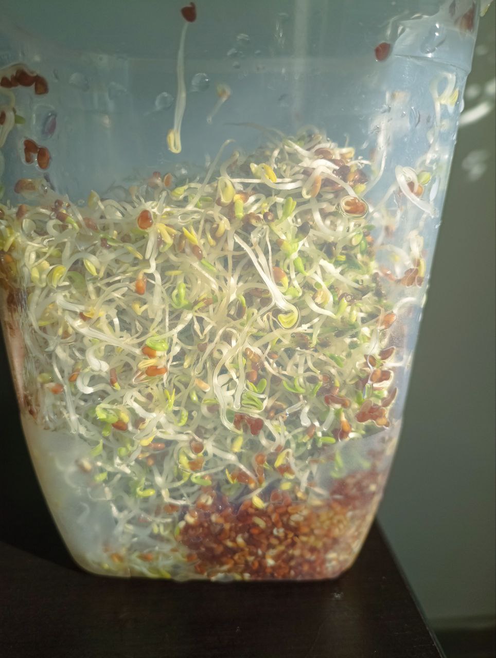 My perfect alfalfa sprouts grown in a simple jar A glass jar overflowing with fresh, crisp alfalfa sprouts