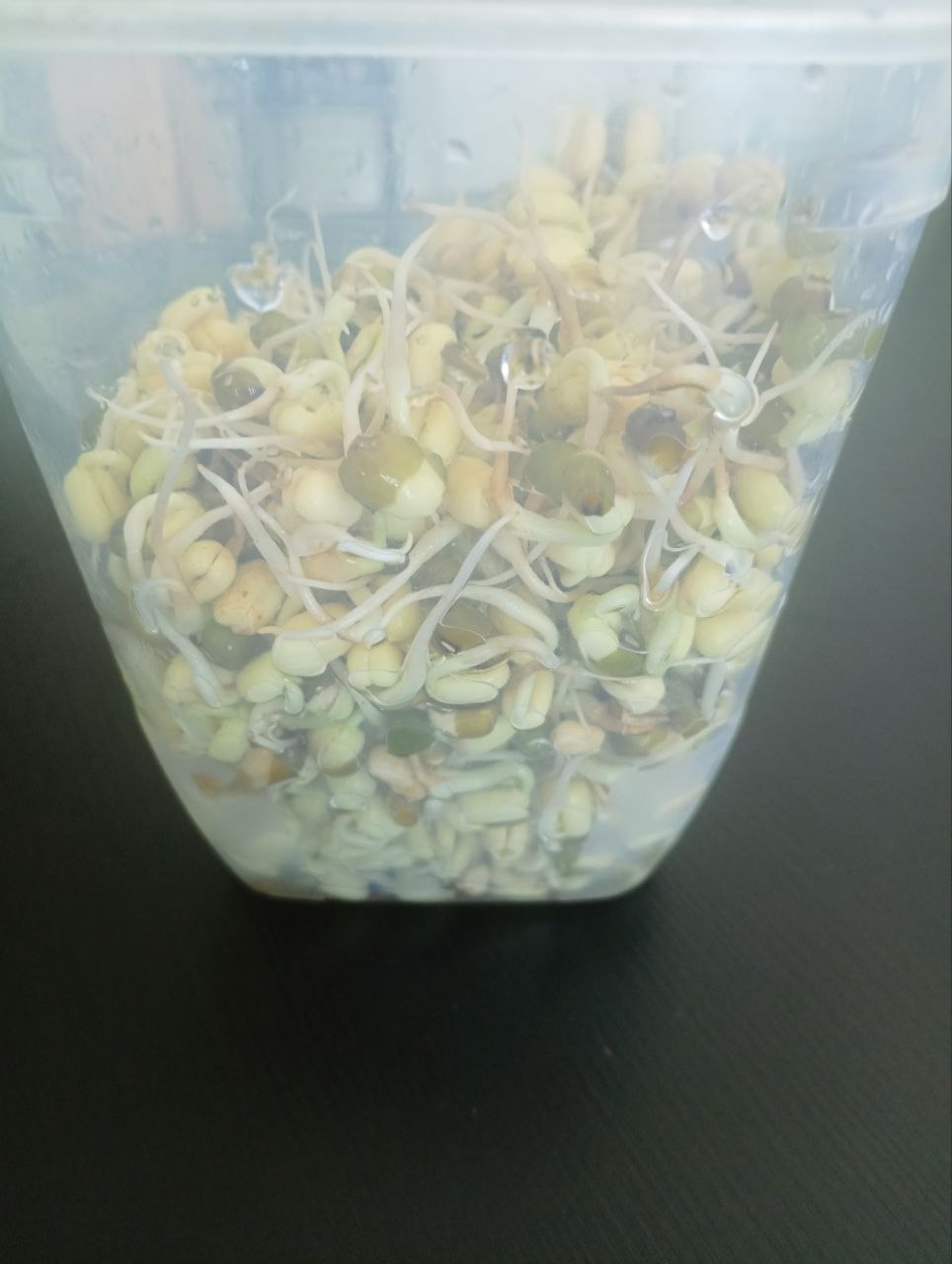 My perfect mung bean sprouts ready to store My perfect mung bean sprouts ready to store