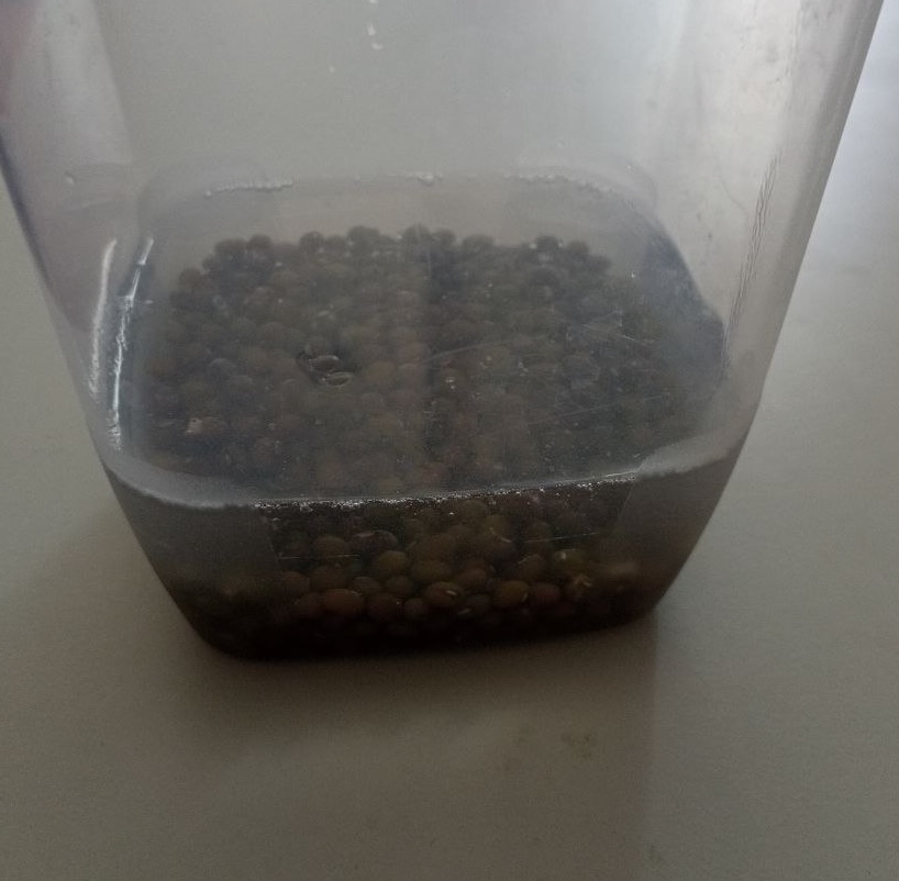 Jar with mung beans and water Jar with mung beans and water