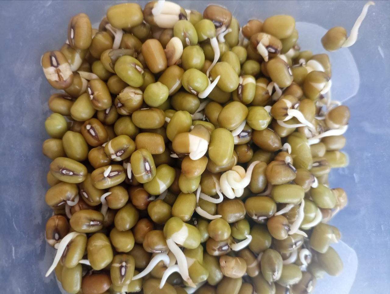 My perfect mung bean sprouts ready to eat My perfect mung bean sprouts ready to eat