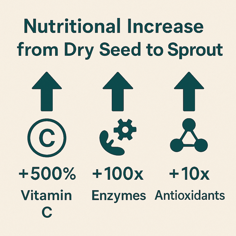 The nutritional increase from dry seed to sprout The nutritional increase from dry seed to sprout
